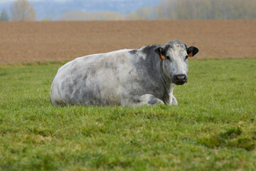 Cow in field