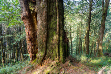 Obraz premium Giant Sacred Tree in Alishan of Taiwan