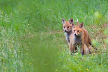Naklejka na ściany i meble Young foxes in a clearing in the wild