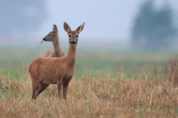 Zelfklevend Fotobehang Roe deer in a clearing © Janusz