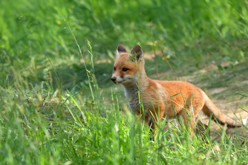 Red fox in a clearing