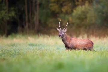 Fotobehang Red deer in a clearin © Janusz