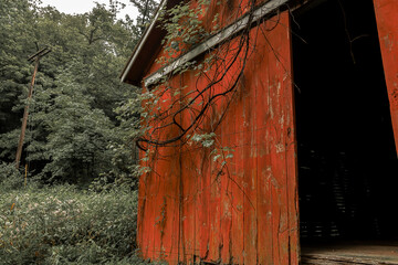 Vines cover a barn of an abandoned farm along the Old Mine Road in New Jersey