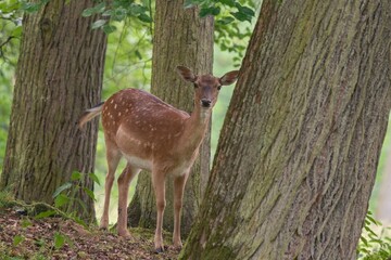 a female fallow deer stands in the forest among the trees. Dama dama. Wildlife scene with a fallow deer. 