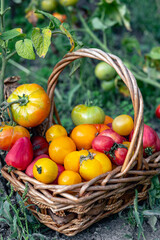 Basket full of tomatoes near tomatoes plants.