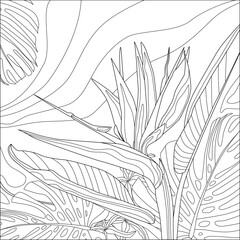 Contour vector illustration of strelitzia and tropical plants. Best for coloring book.