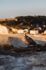 Jeune mouette à Etretat