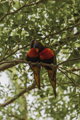 Perroquet qui se font des calins