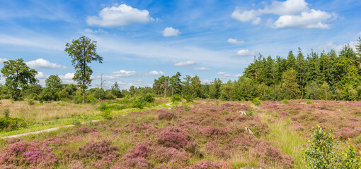 Panorama of a bicycle path through the blooming heather of the Larixbos, Netherlands