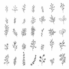 Hand drawn set of wild flowers. Field flowers. Liner