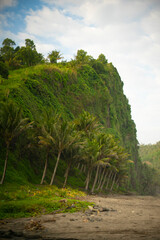 Fototapeta na wymiar Coconut trees on Pecaron beach, Central Java