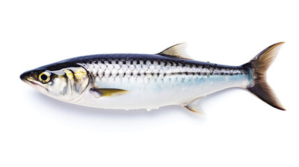 Fresh mackerel fish (Scomber scrombrus) on ice. Seafood background. Generative AI