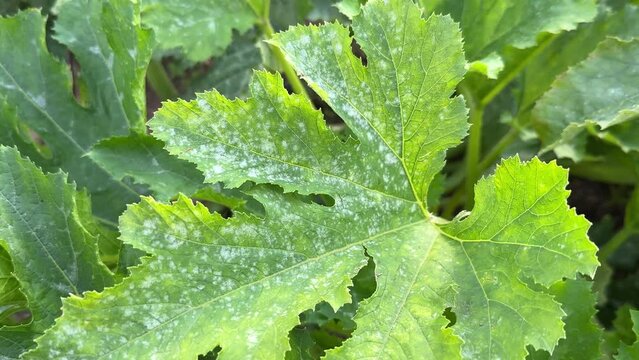 Marrow squash affected by a powdery mildew fungal disease close-up. White, dusty spots on leaves.