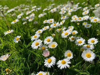 Beautiful white daisy flowers and green grass growing in meadow