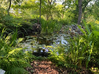 Plants growing near beautiful pond outdoors on summer day