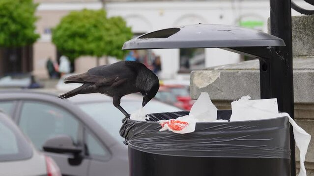 Eurasian Jackdaw pulls out of the trash can the remains of food thrown away by tourists
