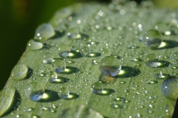 Water drops on green leaf, macro view