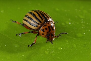 One colorado beetle on green leaf, macro view