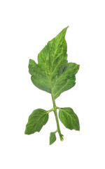 Fototapeta na wymiar Fresh green leaves of cherry tomato isolated on white