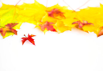Background of many yellow maple leaves with space for text on a white background. Autumn Leaf Background