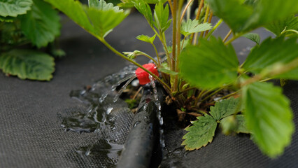 Drip irrigation. Close up view of irrigation system in a raised bed. Strawberry bushes sprout from...