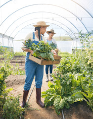 Women team, agriculture and vegetable farming in a greenhouse for harvest and sustainability....