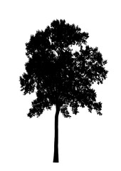 black tree on white