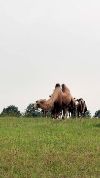 Eine Herde wundersch&ouml;ner Trampeltiere, Kamele kommt auf einer gr&uuml;nen Wiese auf die Kamera zu