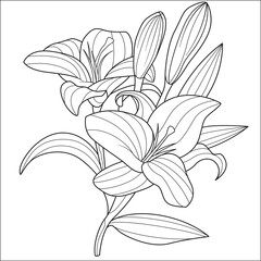 lily flower vector drawing coloring book