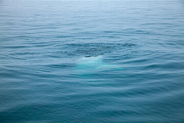 .Exciting a group of whale sharks swim beneath the blue sea foaming through the waves..The sea is...