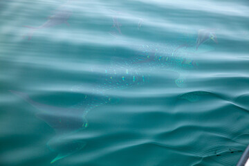A flock of whale sharks swim among the tourist boats..The azure sea breaks bubbles from whale sharks..The sea is clear and calm to see schools of fish underwater.
