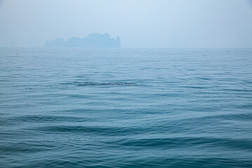 A flock of whale sharks swim among the tourist boats..The azure sea breaks bubbles from whale...
