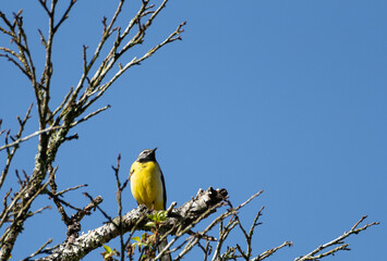 木に止まるキセキレイ