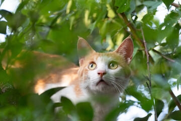 木に登る猫　茶トラ白