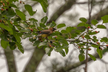Cedar Waxwing eating berries of a Mulberry tree