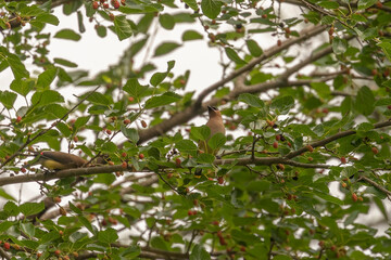 Cedar Waxwing eating berries of a Mulberry tree