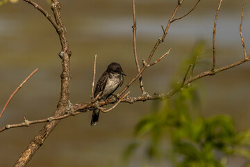 Eastern Kingbird perched on a tree branch
