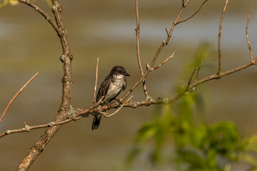 Eastern Kingbird perched on a tree branch