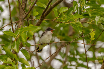 Eastern Kingbird fledgling calls to be fed while  perched on a tree branch
