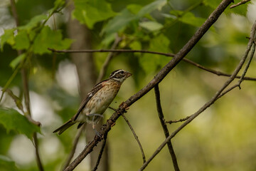 Immature male Rose-breasted Grosbeak hops up a tree branch