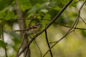 Immature male Rose-breasted Grosbeak perched on a tree branch