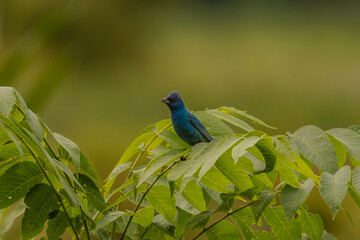 Indigo Bunting perched on a tree branch in the marsh
