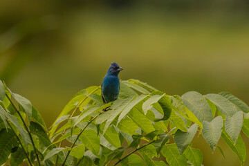 Indigo Bunting perched on a tree branch in the marsh
