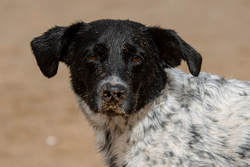 Female dog with sand on her face