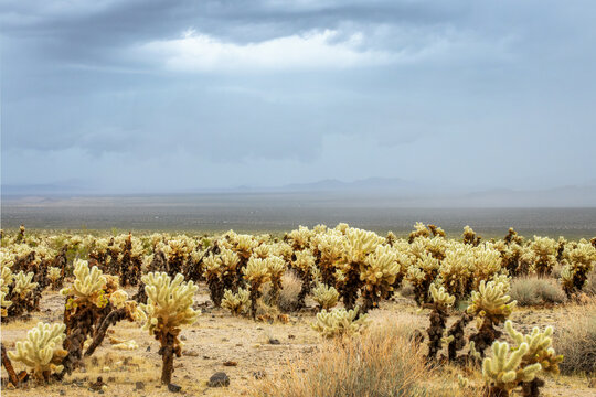 Cholla cactus and stormy dramatic sky with dark clouds in the Joshua Tree national park, California