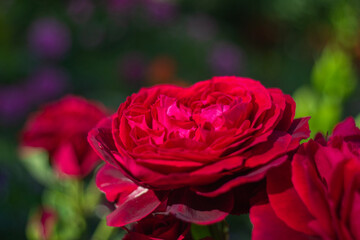 Red large rose in the center on a green blurred background