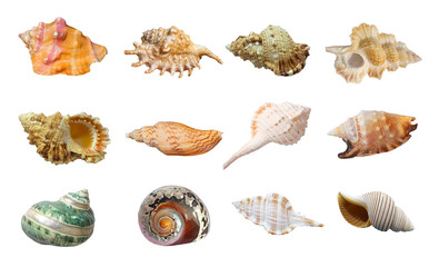 Seashell conch starfish seaside element sea animal Shell PNG format easy to use