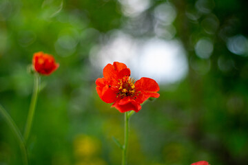 red gravilat flower in the center on a blurred background