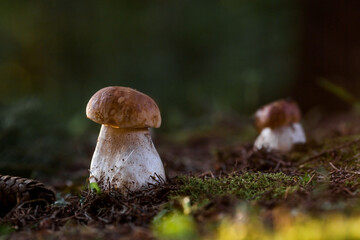 A noble, royal mushroom. White mushroom boletus. Porcini mushrooms in the spruce forest. Beautiful texture of nature background.