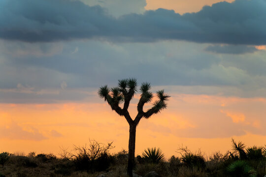 Silhouette of a Joshua tree at sunset in the Joshua Tree national park, California